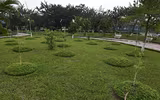 Anh đào Nhật Bản nở hoa, rực rỡ khoe sắc tại Hà Nội